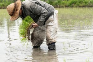 コメ高騰の裏に“買占め業者”の存在か