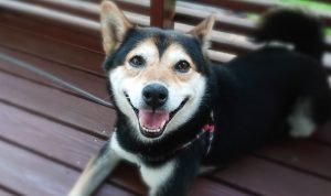 「初恋DOGs」愛犬・将軍の正体とは？ソハとの関係と隠された真実