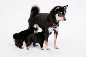 『初恋DOGs』“愛子”清原果耶が打ち明けた新事実に反響「奇跡的」「タイトル回収！」（ネタバレあり）