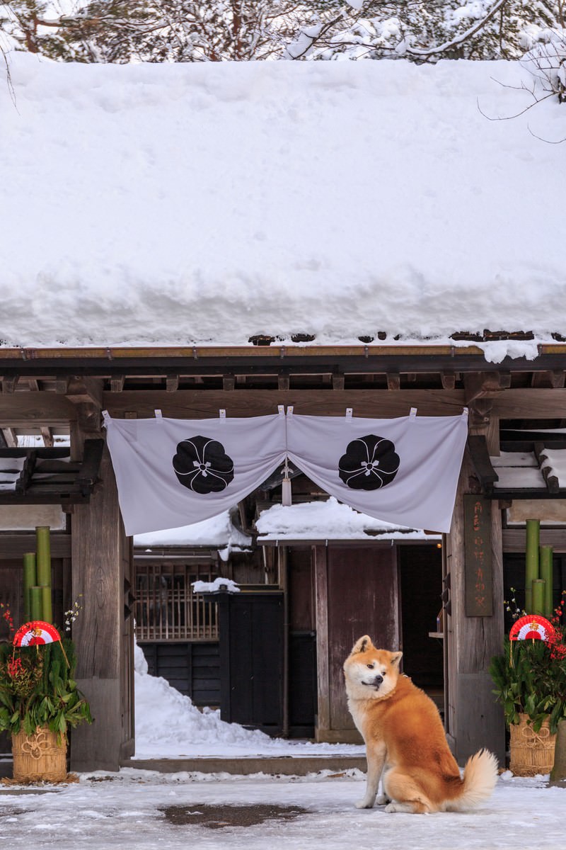 犬用おせちが人気の理由は？